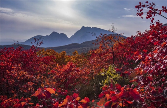 嵩山紅葉