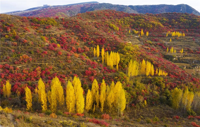 嵩山紅葉